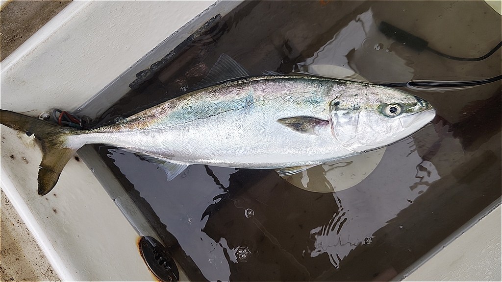 釣果情報🐟