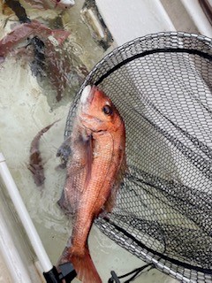 釣果情報🐟