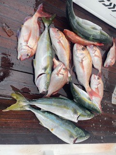釣果情報🐟