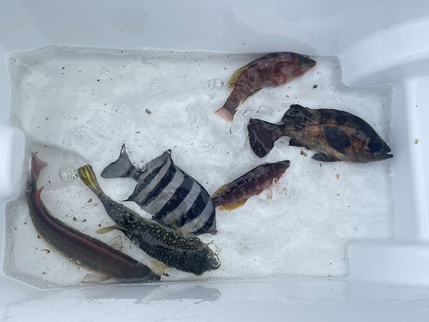 釣果情報🐟