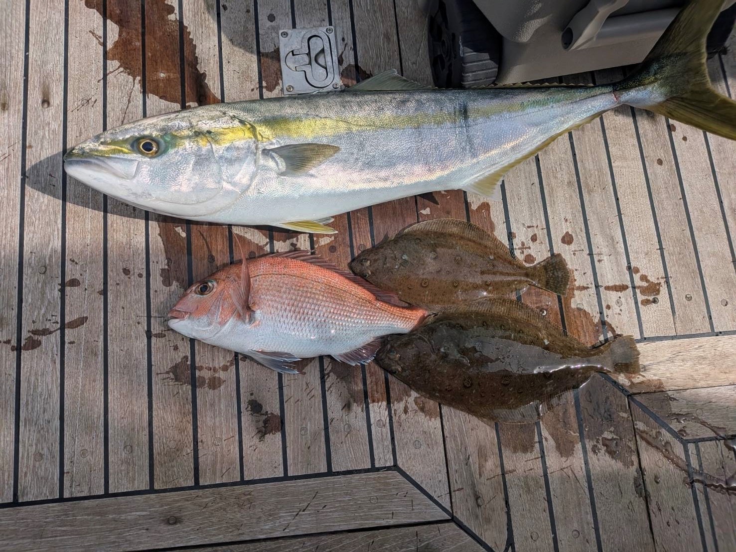 釣果情報🐟