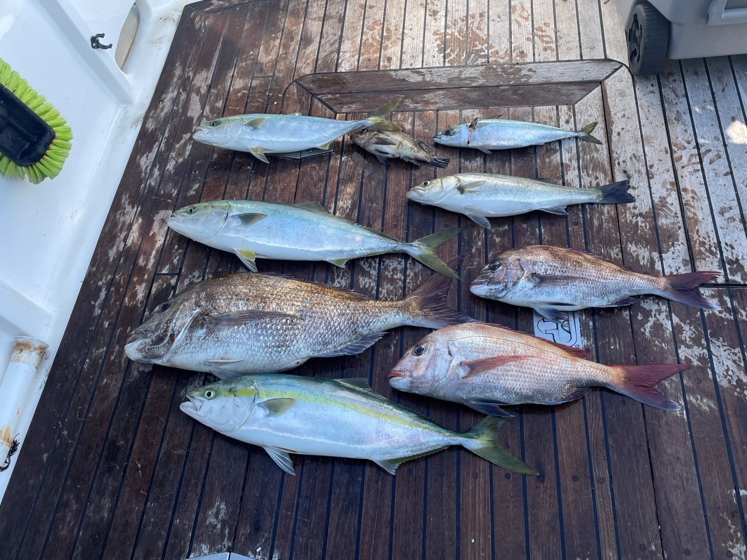 釣果情報🐟